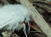 Spilosoma urticae